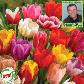 Al's Rainbow Connection Tulip Blend Thumbnail